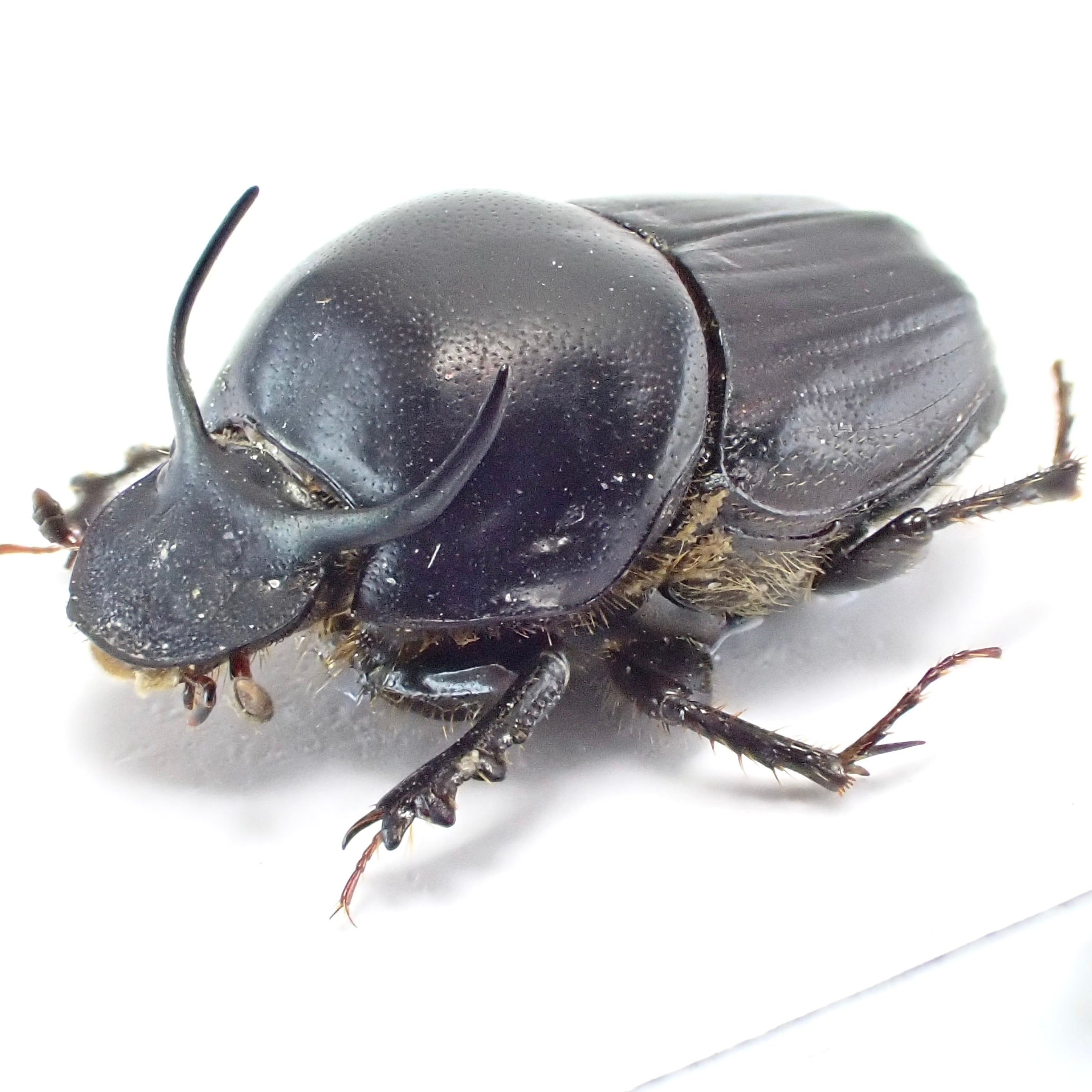 ウクライナ産 Onthophagus taurus ♂♀ 9mm/10mm | 昆虫標本 Diggers