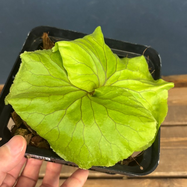 ビカクシダ　リドレイ優良実生　P.ridleyi Sebangau Kuala, Borneo【1003】