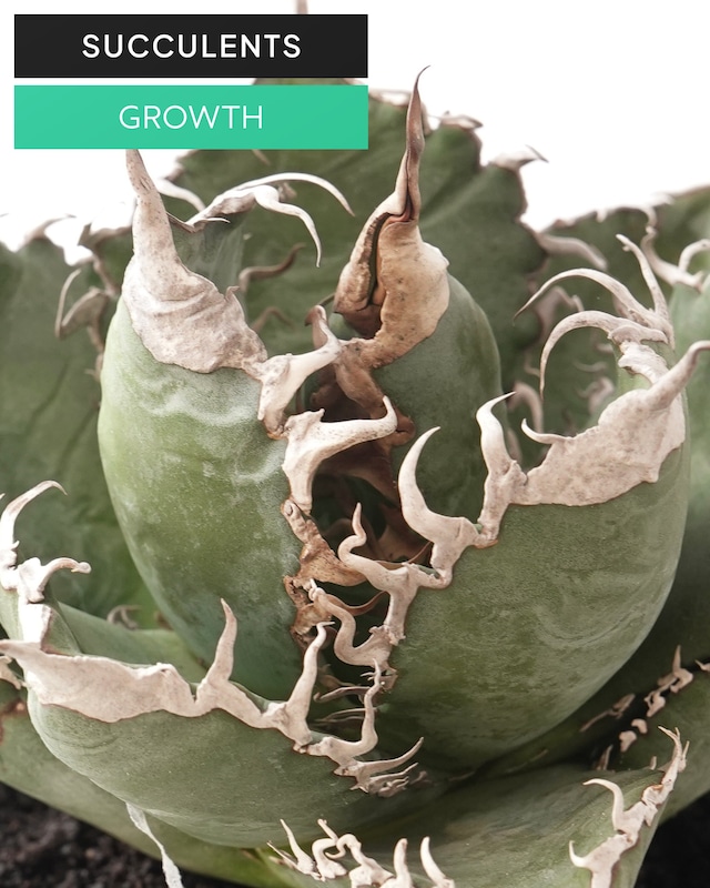 発根済カット苗 アガベ チタノタ 悪魔くん 大株 Agave titanota 'Bakemono'