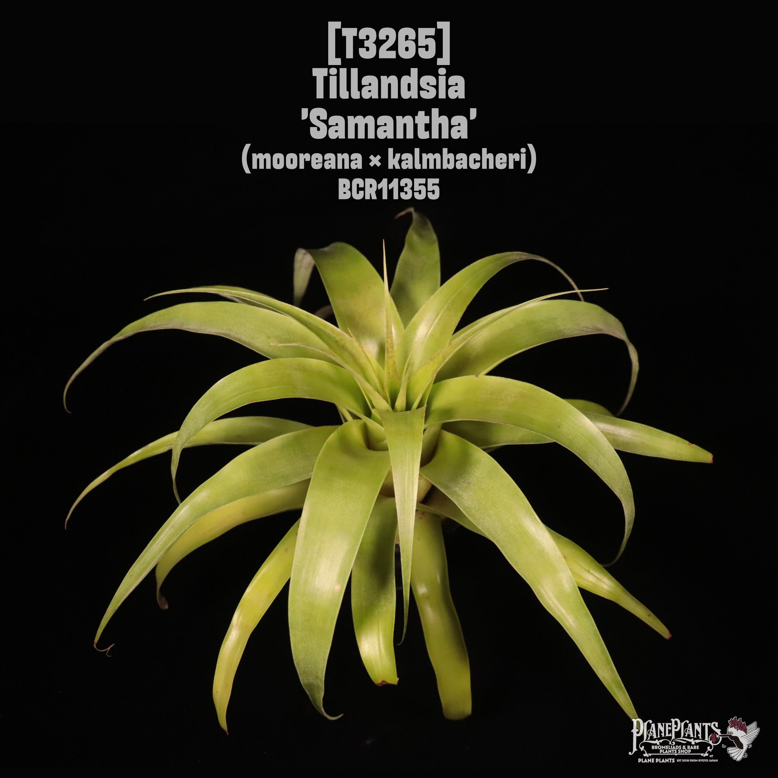 Tillandsia 'Samantha'〔ティランジア〕T3265 (Republished)