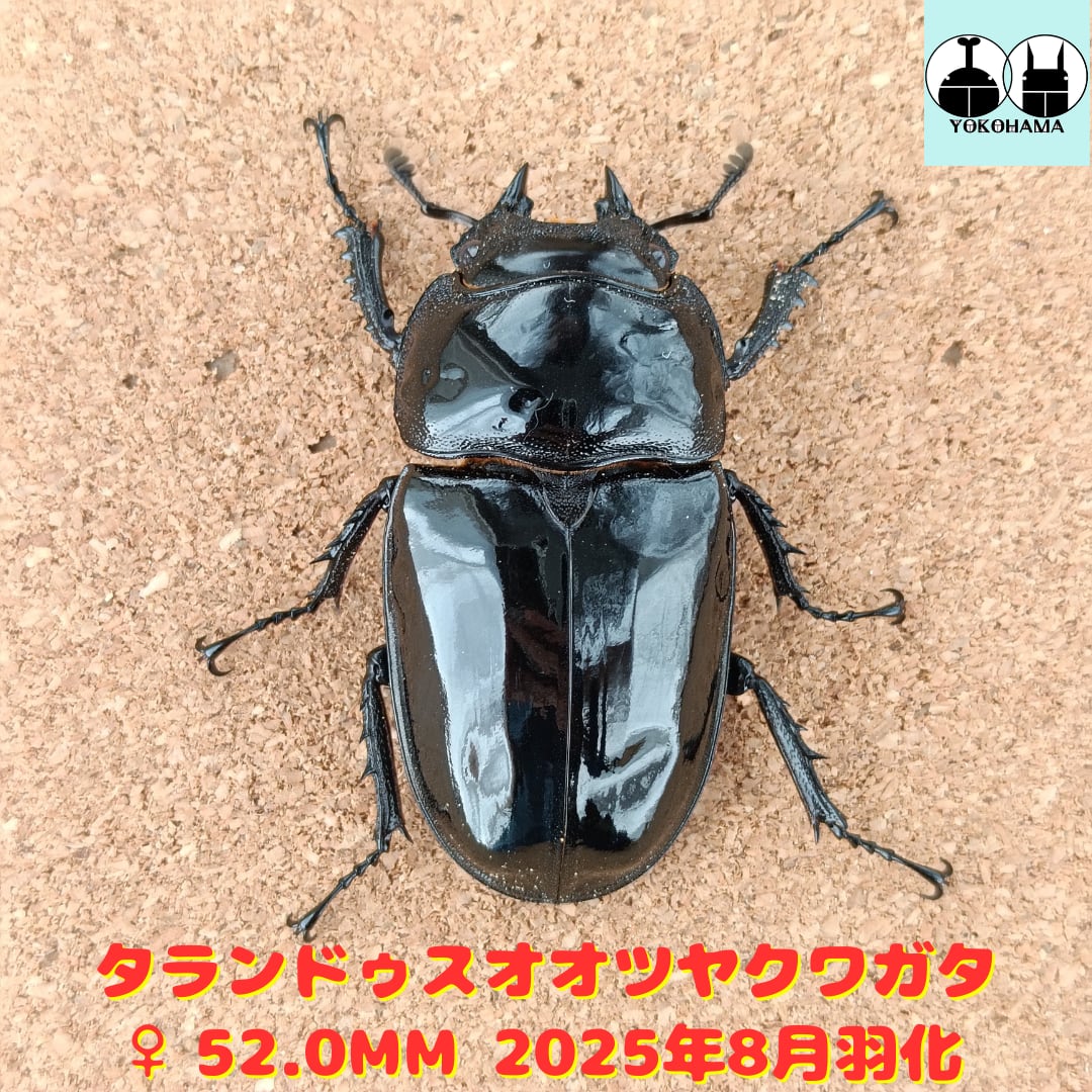 ムシキング2005ファーストタランドゥスツヤクワガタ RVKNZCOC SEGA