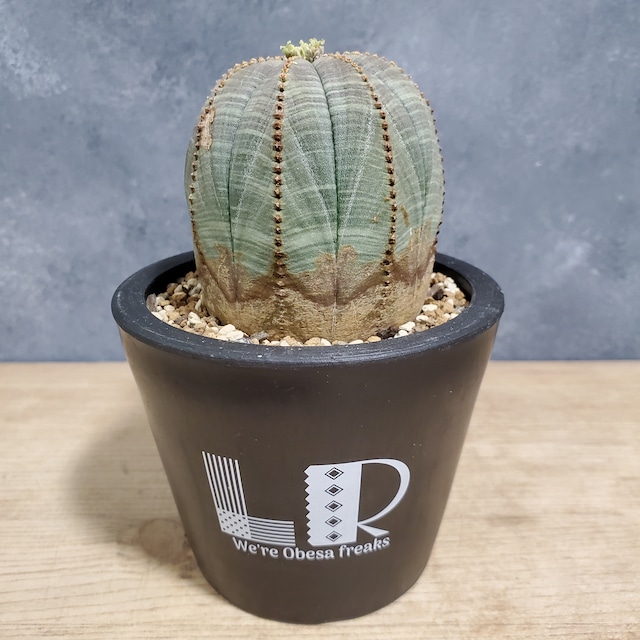 【木質化】Euphorbia obesa ユーフォルビア オベサ