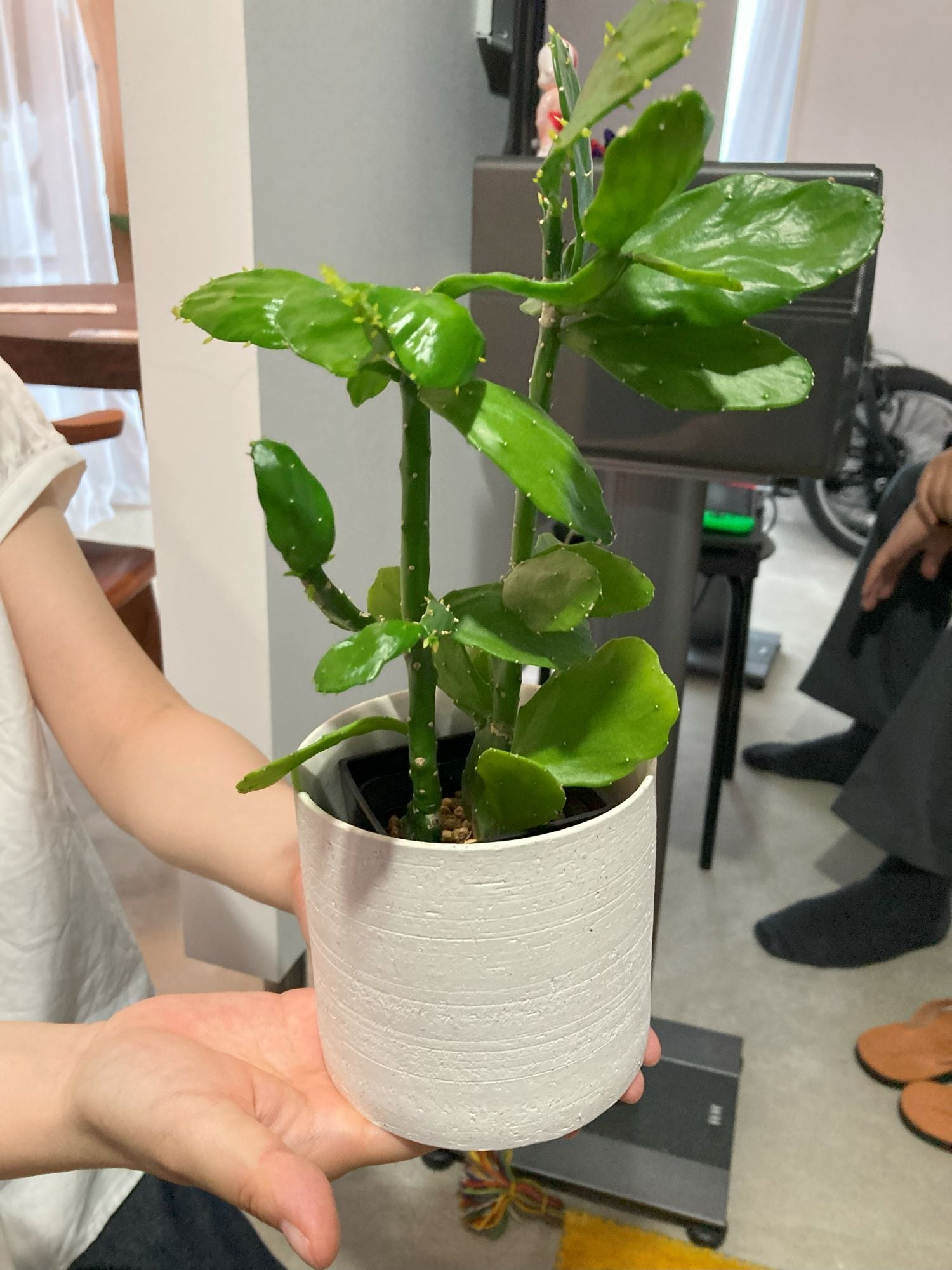 鉢植え 観葉植物の植替え 7号鉢より小さい 地域限定サービス | 趣味の