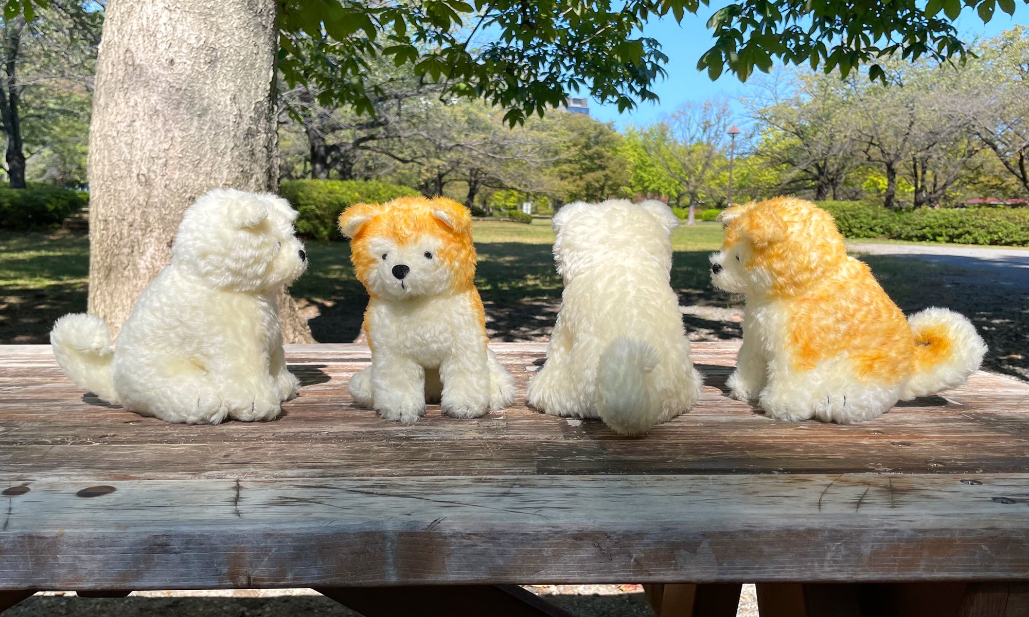 秋田犬わんこ 白毛 | もふいぬ 秋田犬わんこ 白毛 | もふいぬ