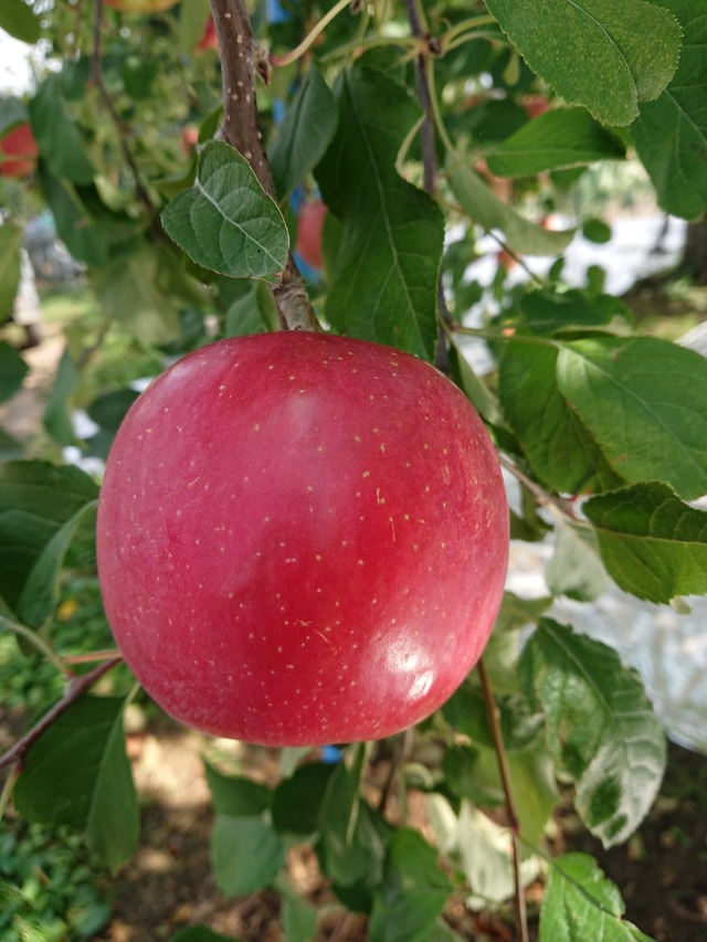 弘前ふじ　約10㎏（32～36個）10月上旬から発送