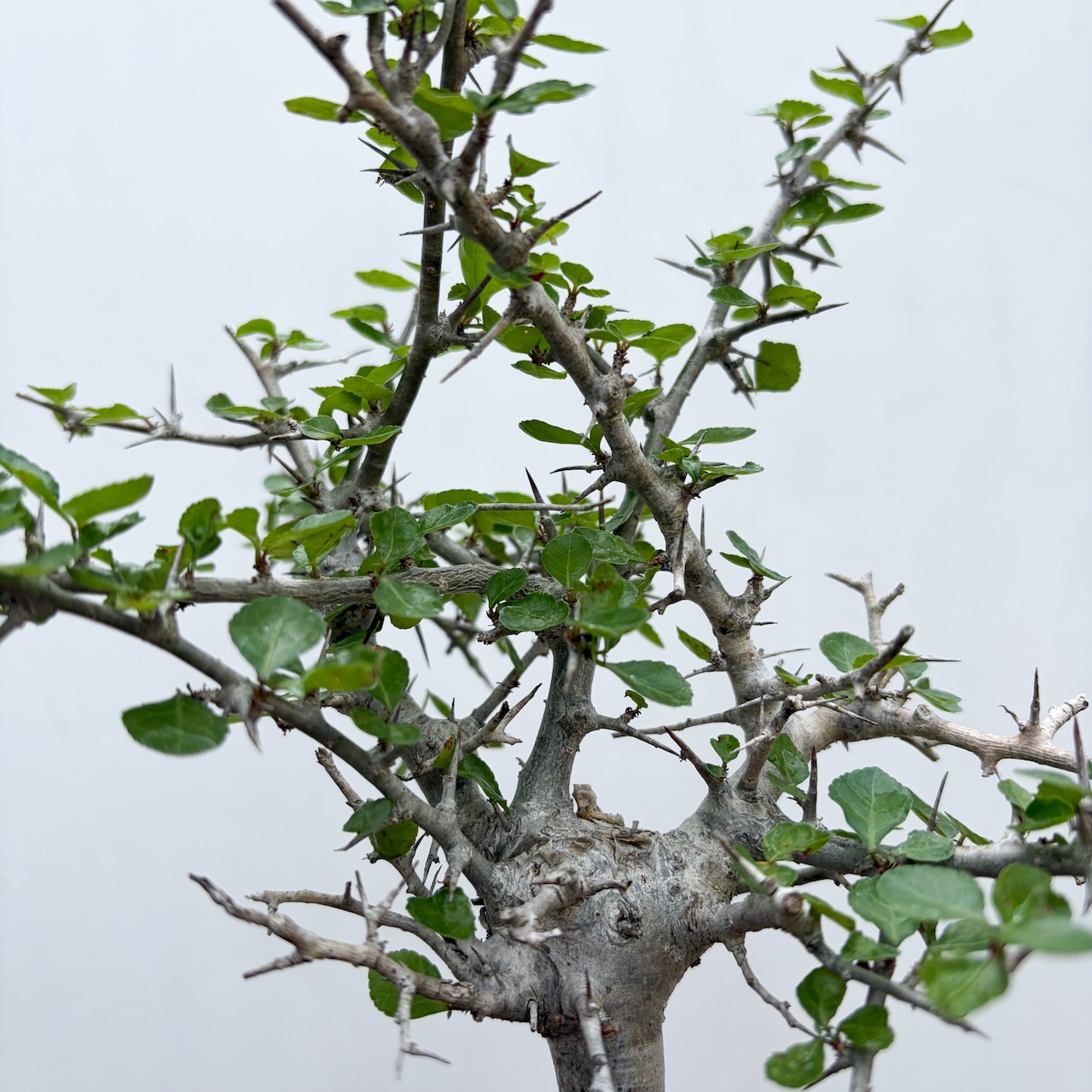Commiphora orbicularis【コミフォラ・オルビクラリス】