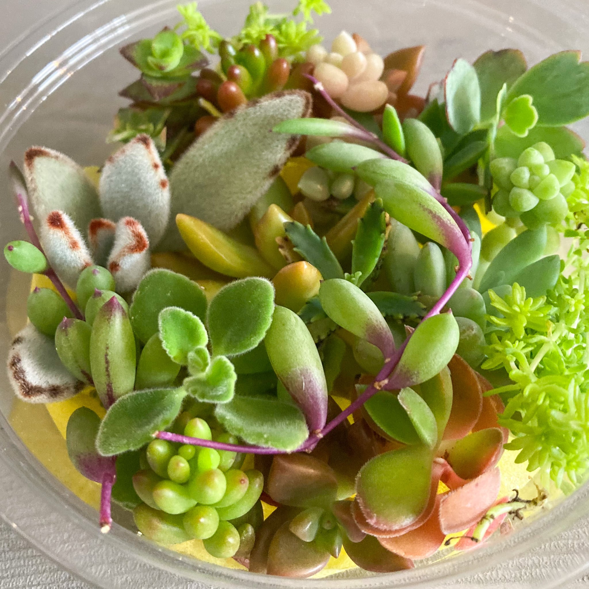 多肉植物 カット苗 モリモリ 2 いかさ