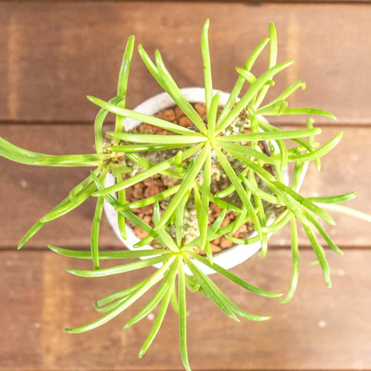 一点物の自作モルタル鉢で愉しむチレコドン・ワリチー 無骨な質感が植物を引き立てる 一株ごと仕入れた個性豊かな厳選株。｜虫発生抑制