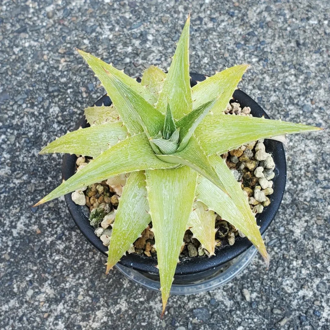 F00521_Dyckia macedoi x Bill Baker Hybrid (Green Select