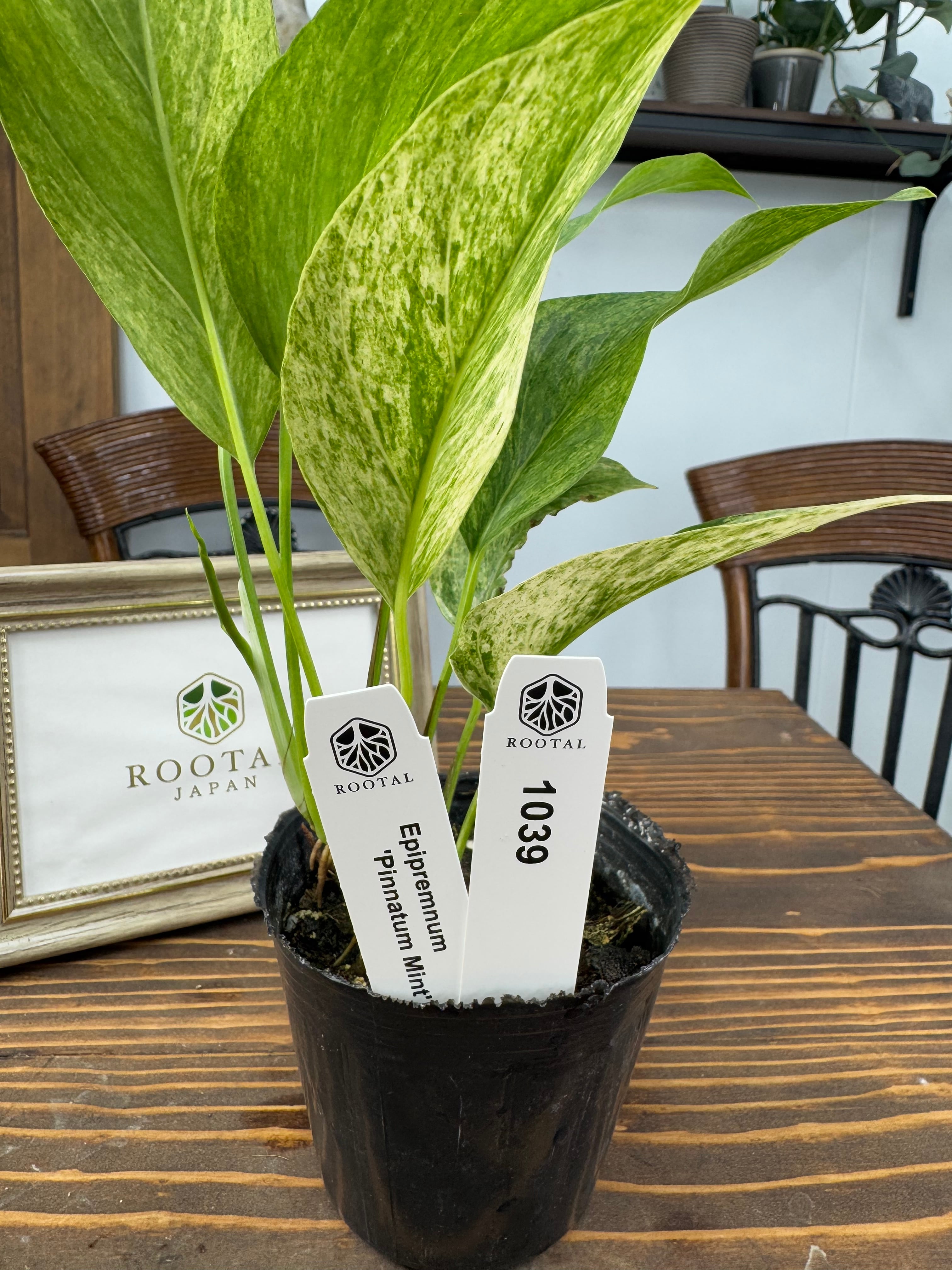 斑入り | ROOTALPLANTS