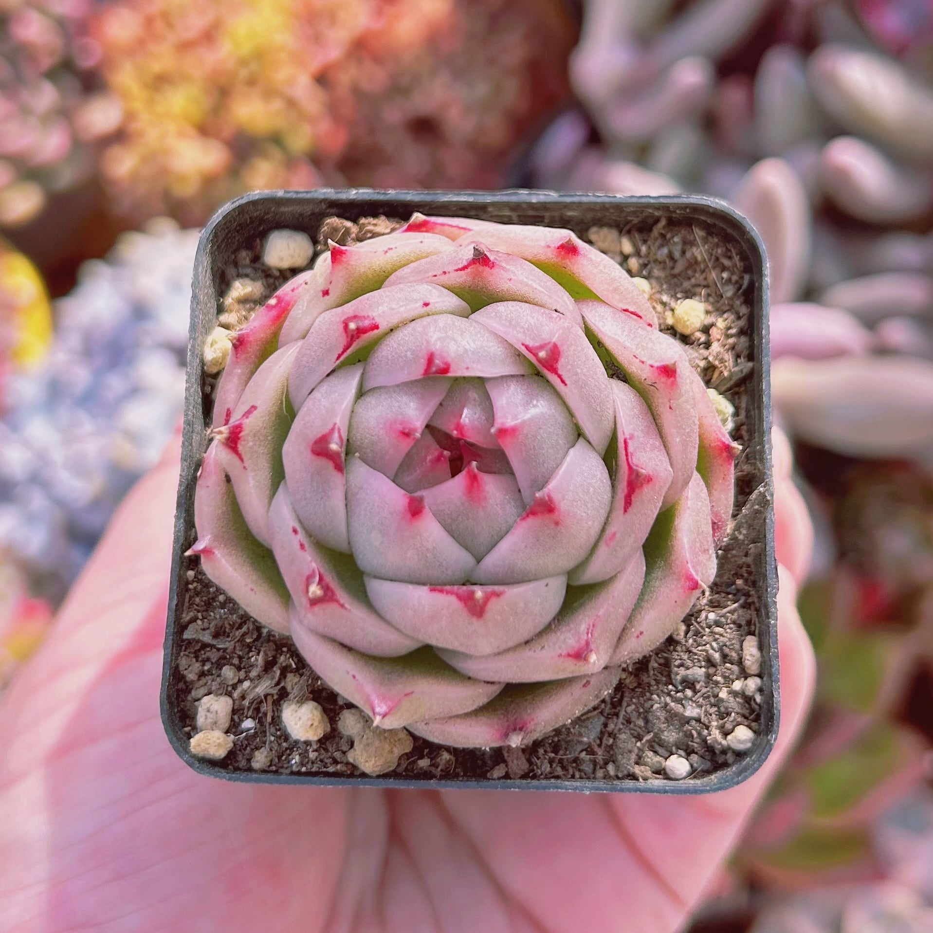 #504現物　多肉植物　火鳳凰