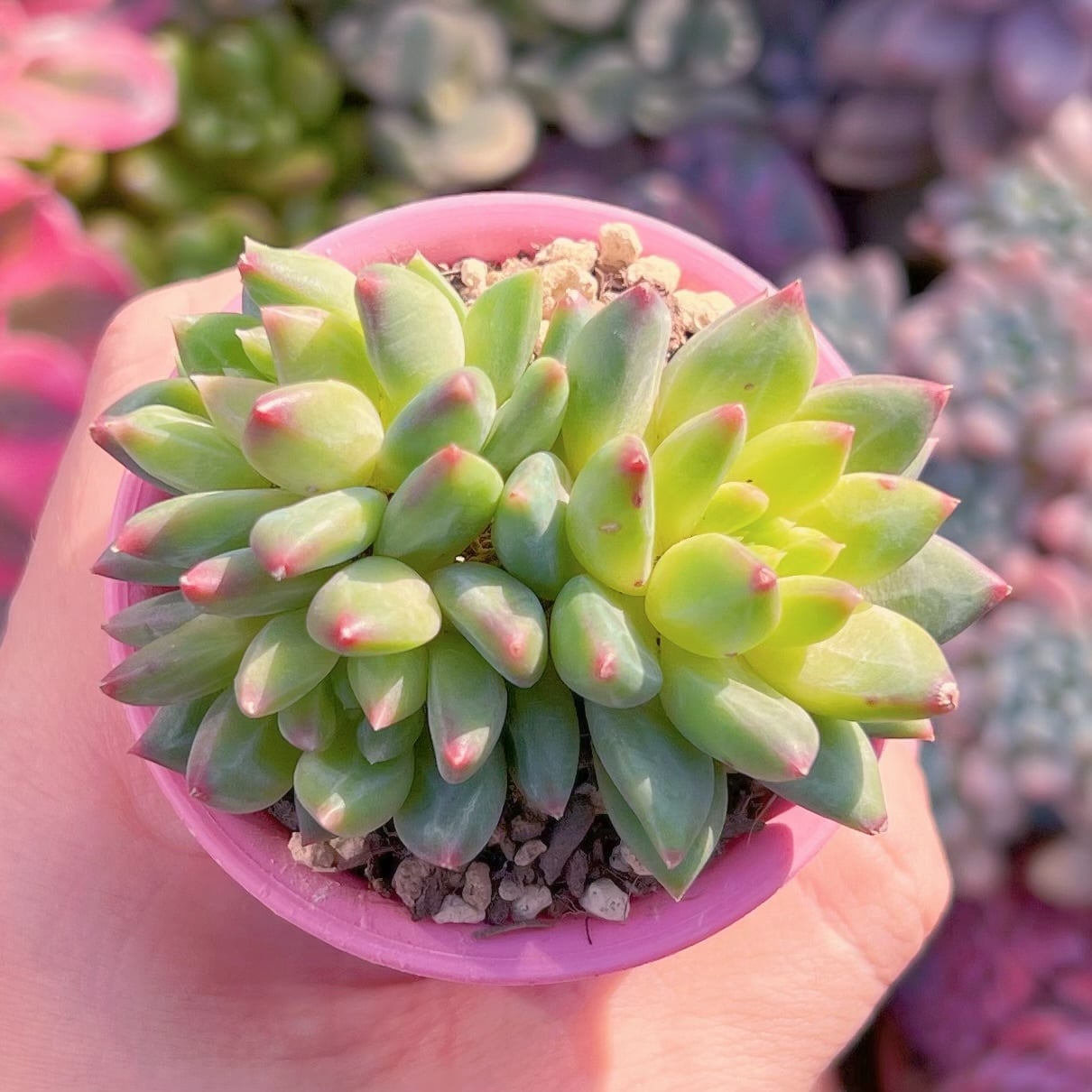 多肉植物　新品種　甲骨文字(3苗)　新入荷　るる農園