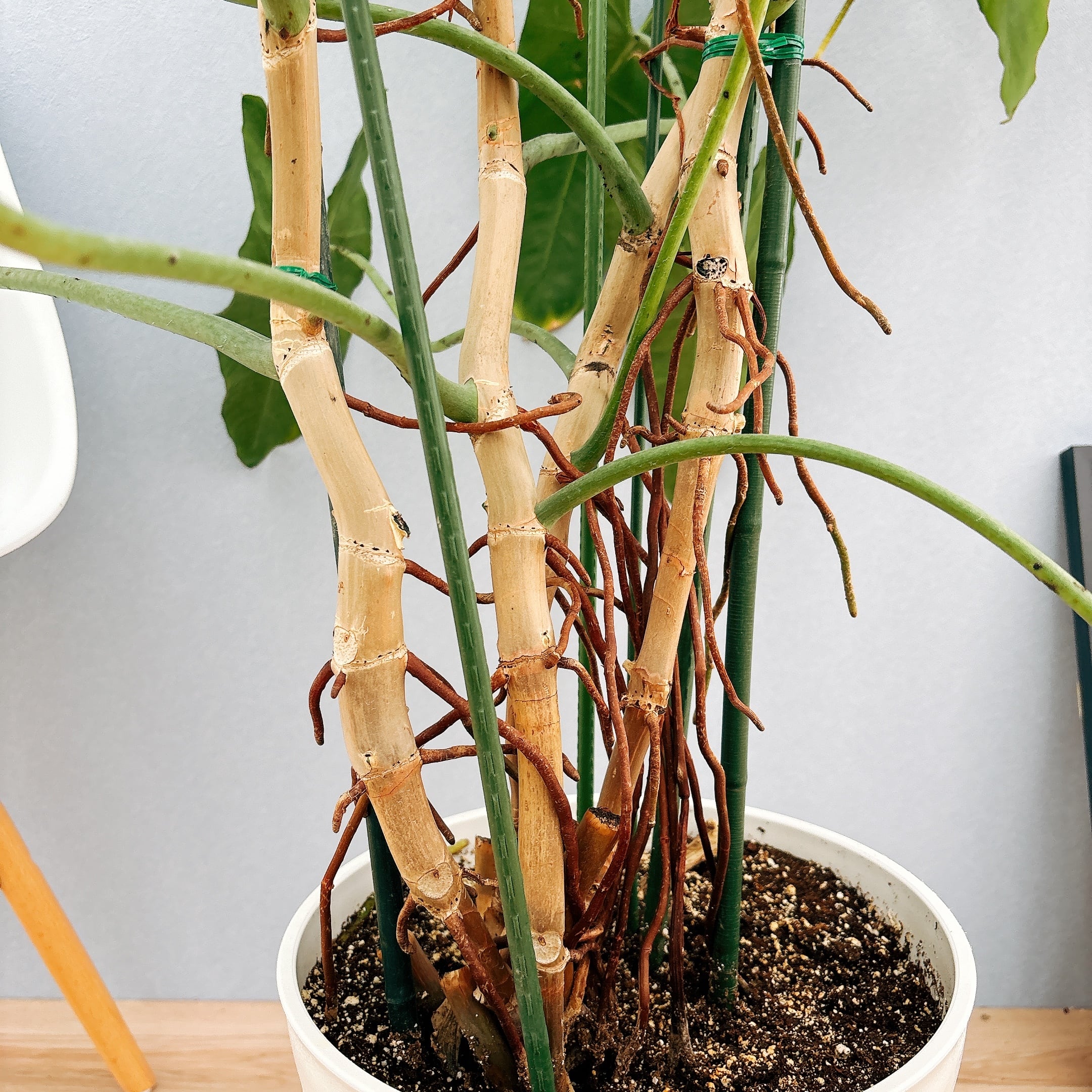 モンステラ 幹上がり 幹立ち 10号 10号鉢 鉢植え プラ鉢 インテリア