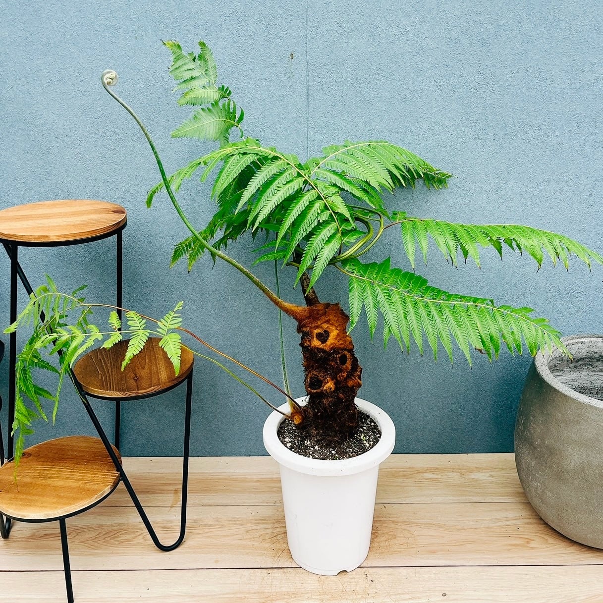 ［現品］【希少】1番　キンモウコウ　7号　観葉植物　レア　室内　タカワラビ 現品］【希少】1番 キンモウコウ 7号 観葉植物 レア 室内 希少