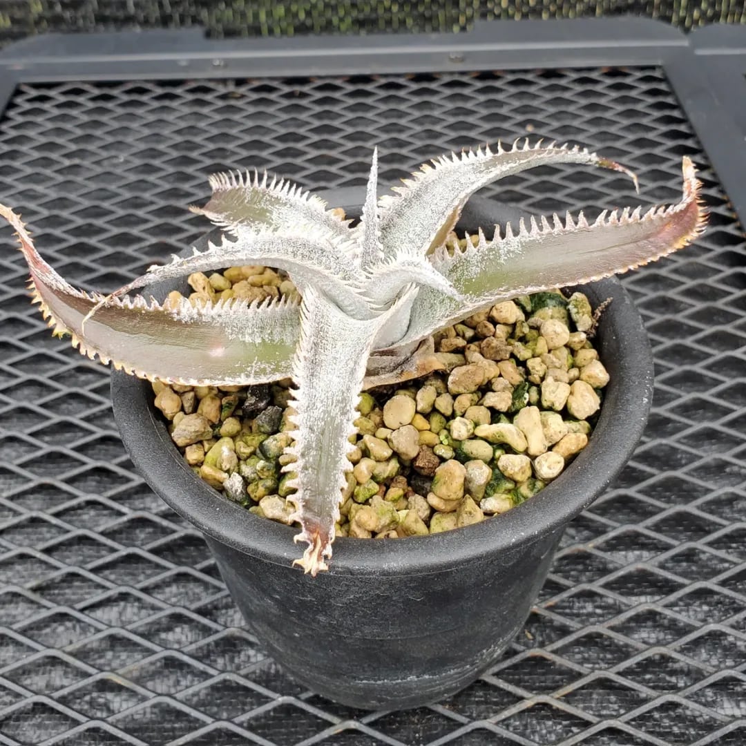 F00551_Dyckia 'Wasabi' (BCR:13644)：ディッキア・ワサビ（子株