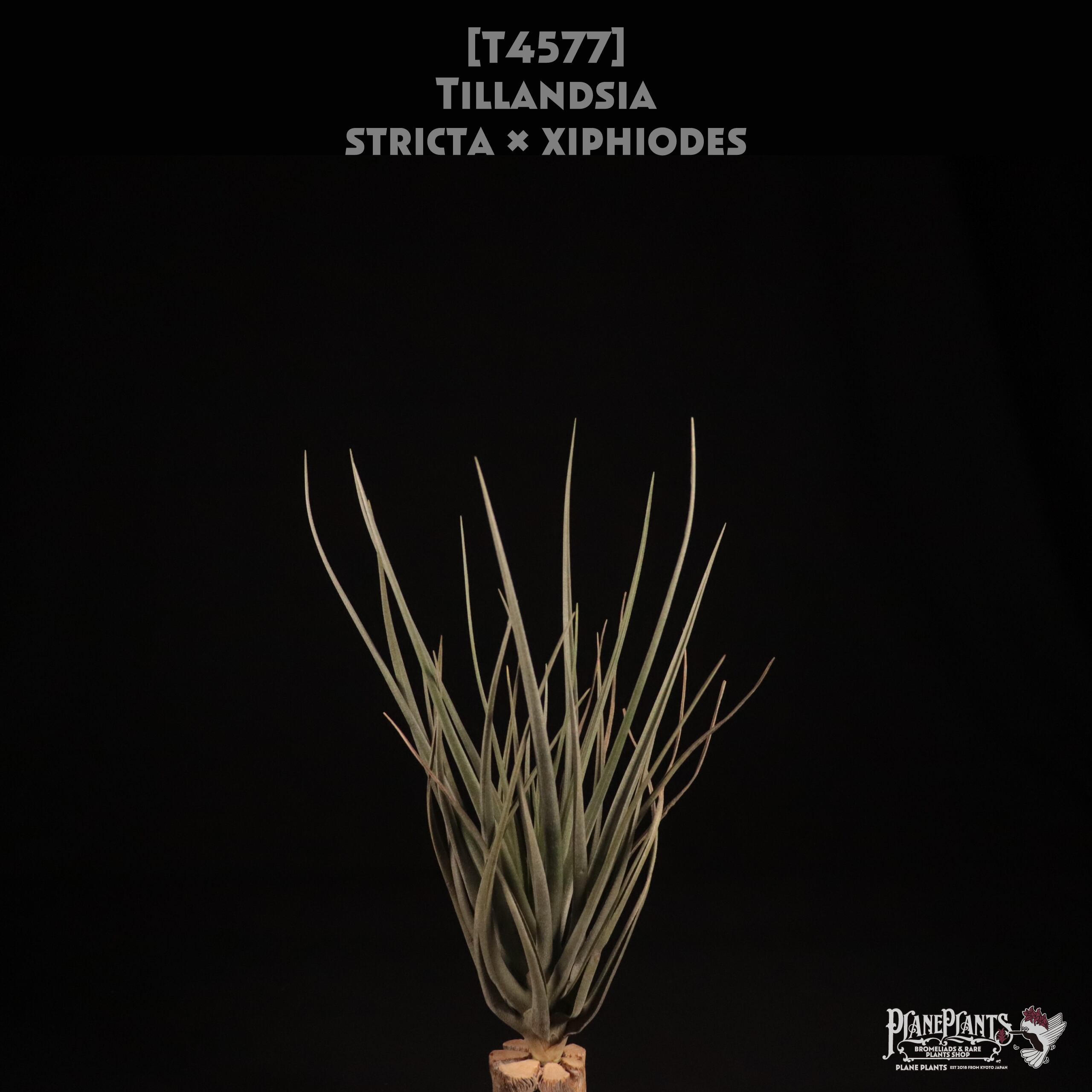 【送料無料】stricta × xiphiodes〔エアプランツ〕現品発送T4577