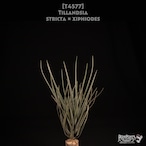 【送料無料】stricta × xiphiodes〔エアプランツ〕現品発送T4577