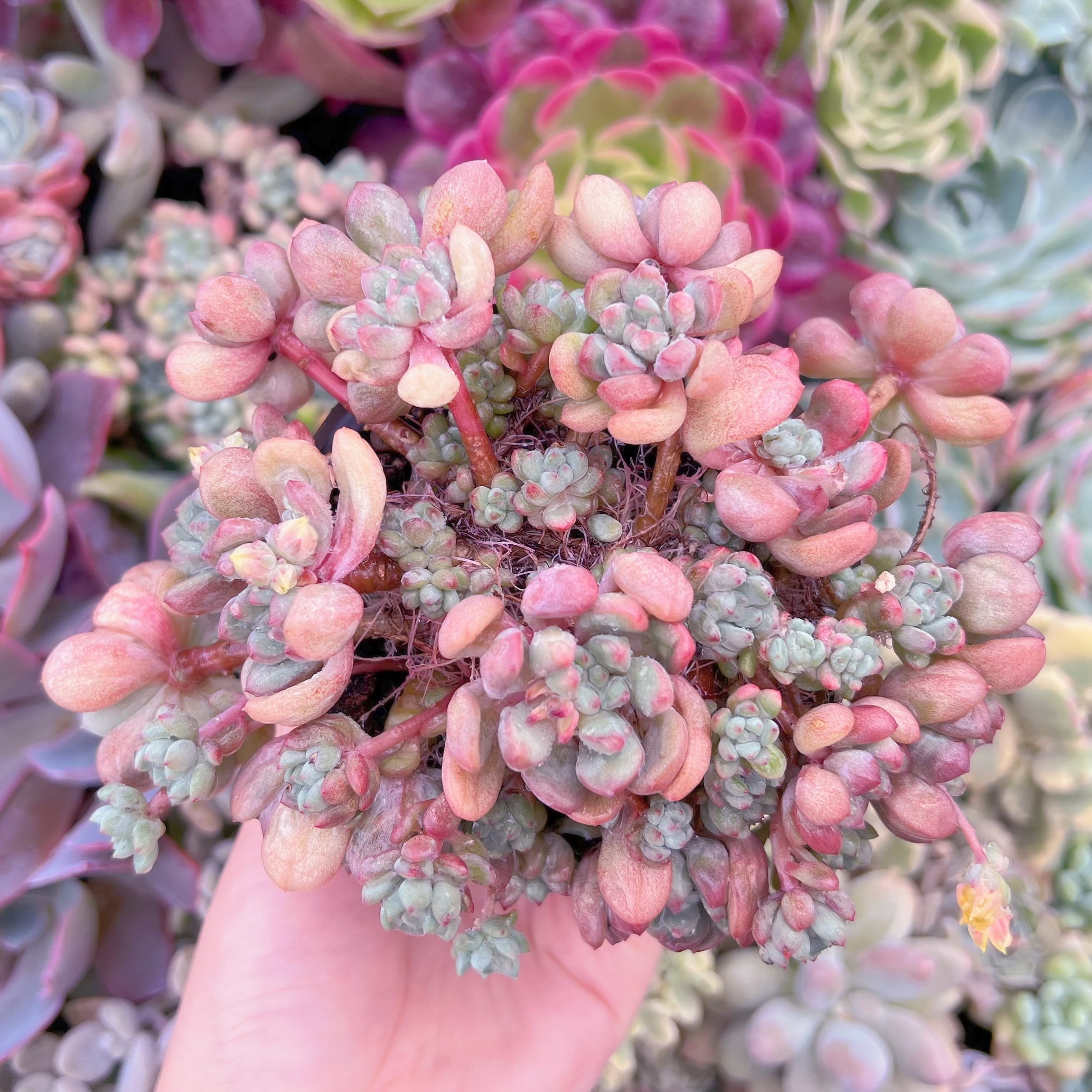 現品　萌豆#F043　群生　るる農園