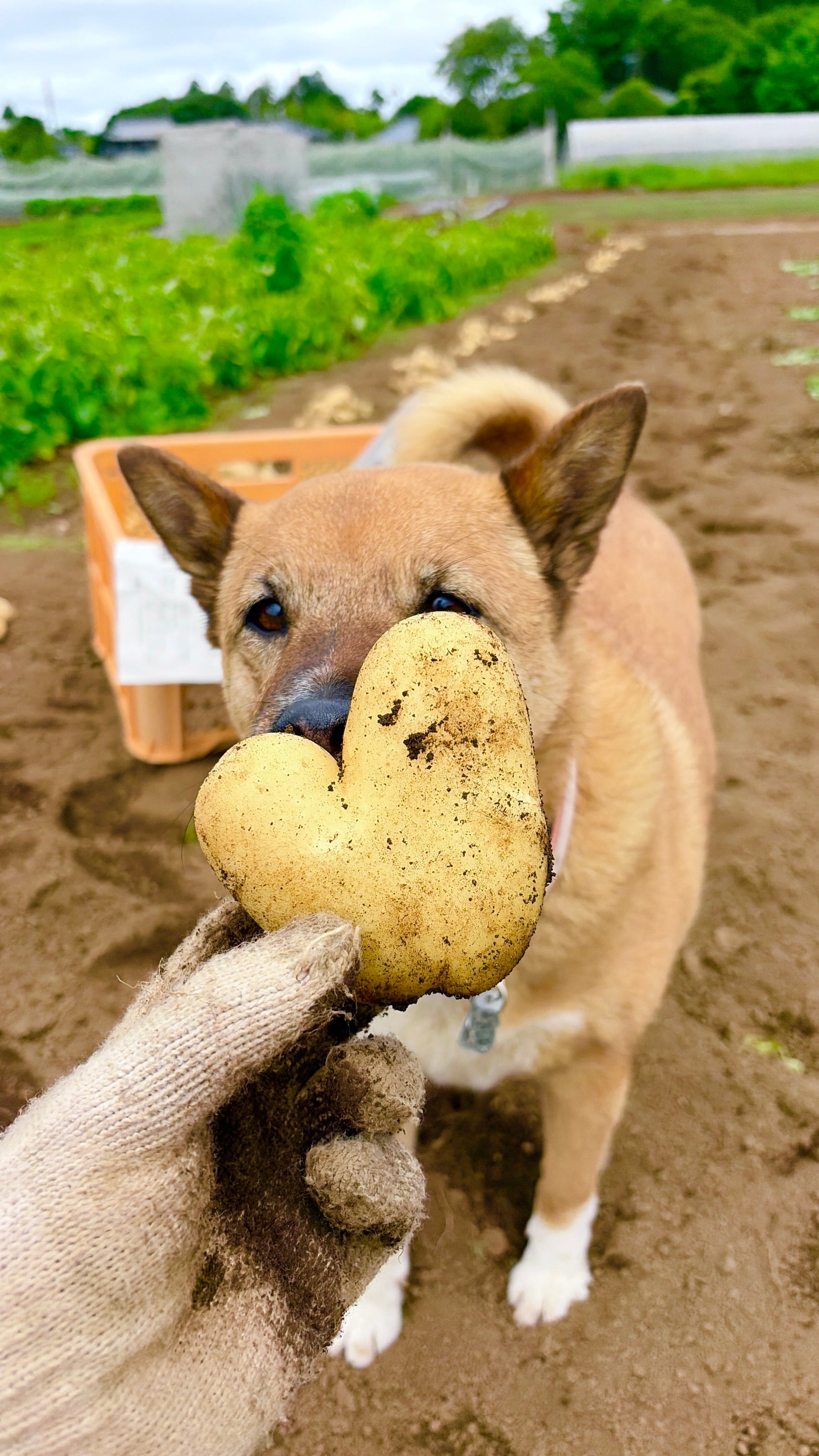 房総の新じゃが【芋3kg】♪ | PAY ID