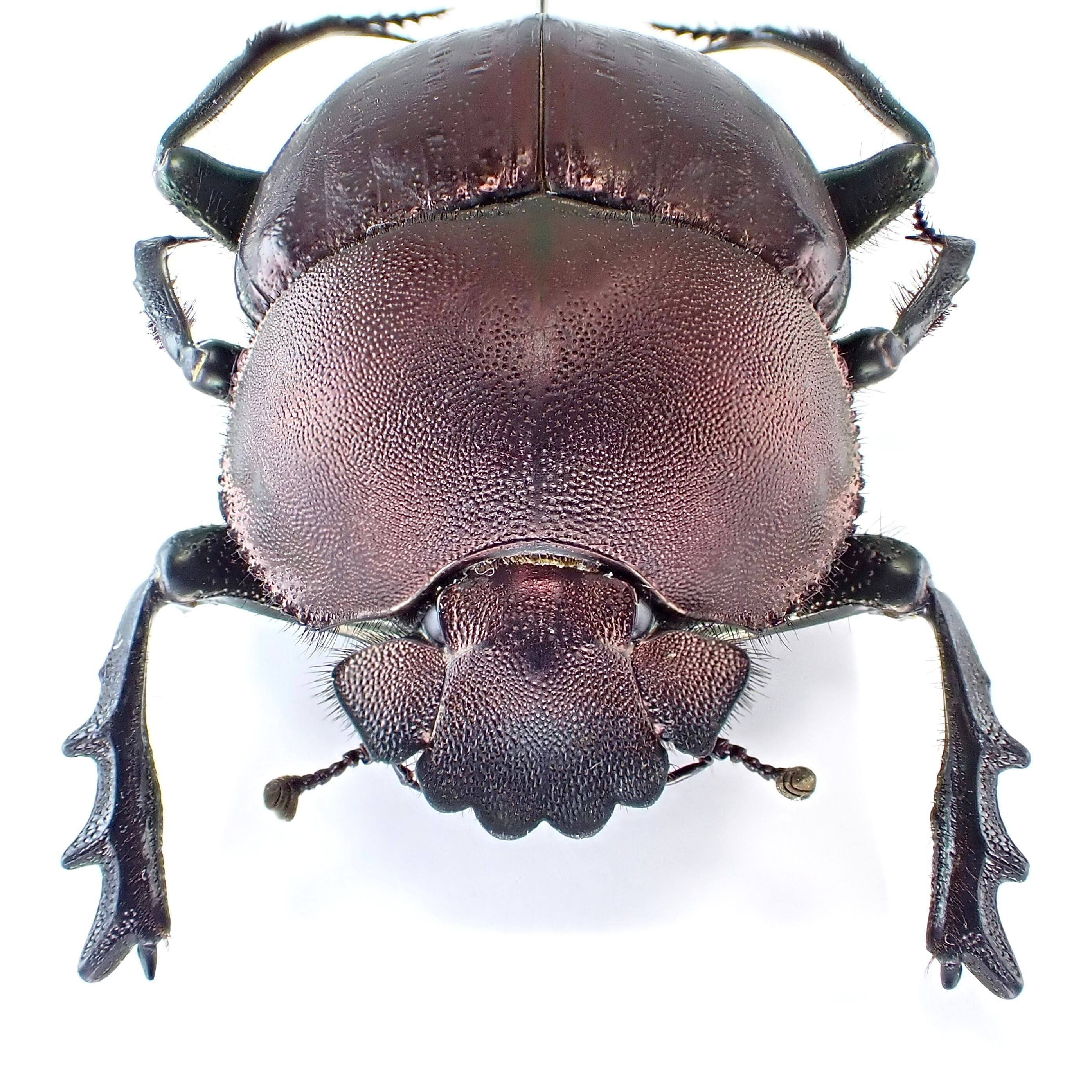 南アフリカ産 Kheper nigroaeneus ♂ 31mm | 昆虫標本 Diggers & Rollers