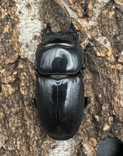 【WD】《スマトラオオヒラタ ベンクール産 80.5mm ペア》