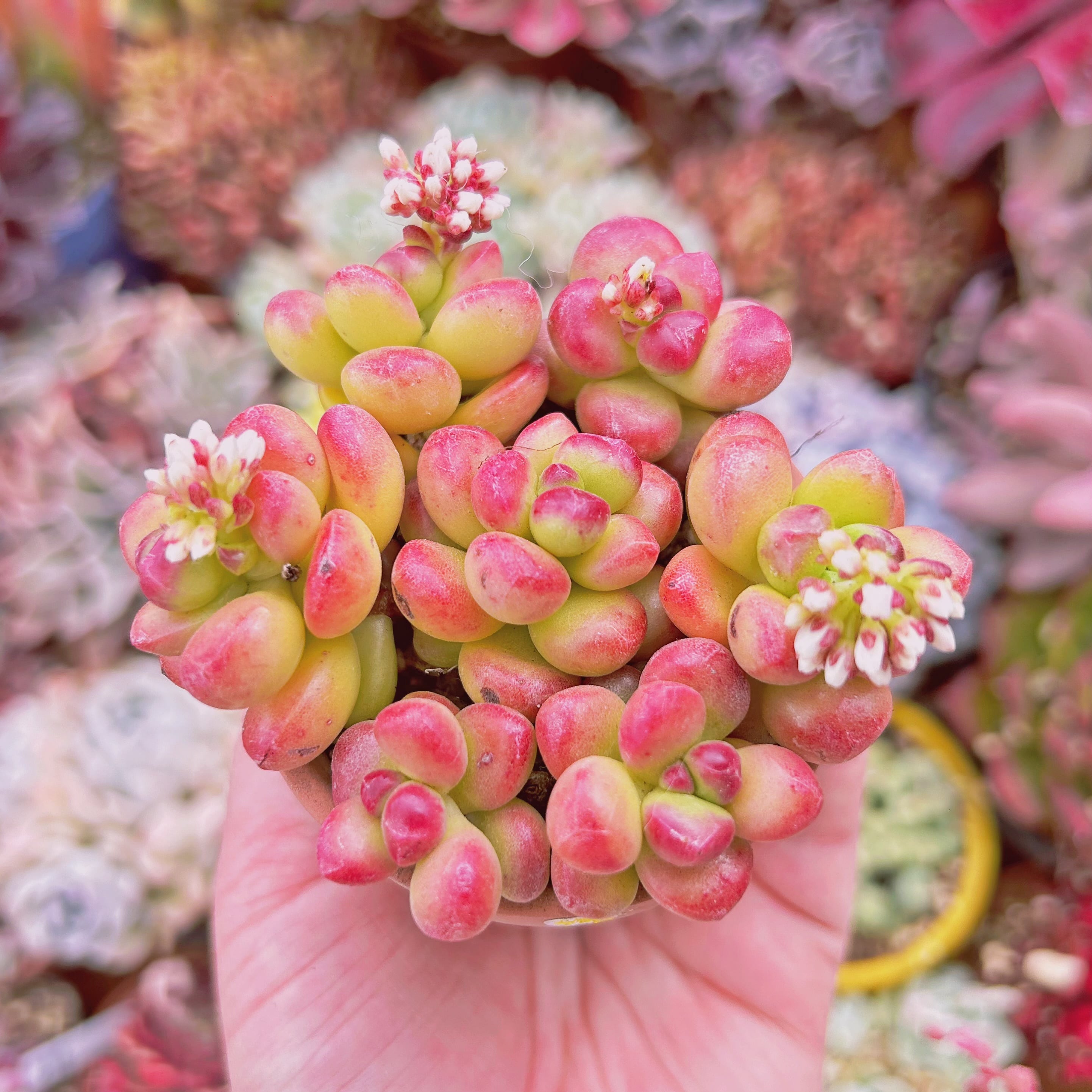 #838現物　多肉植物　丸葉松の緑　