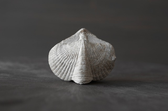 Brachiopod Fossil