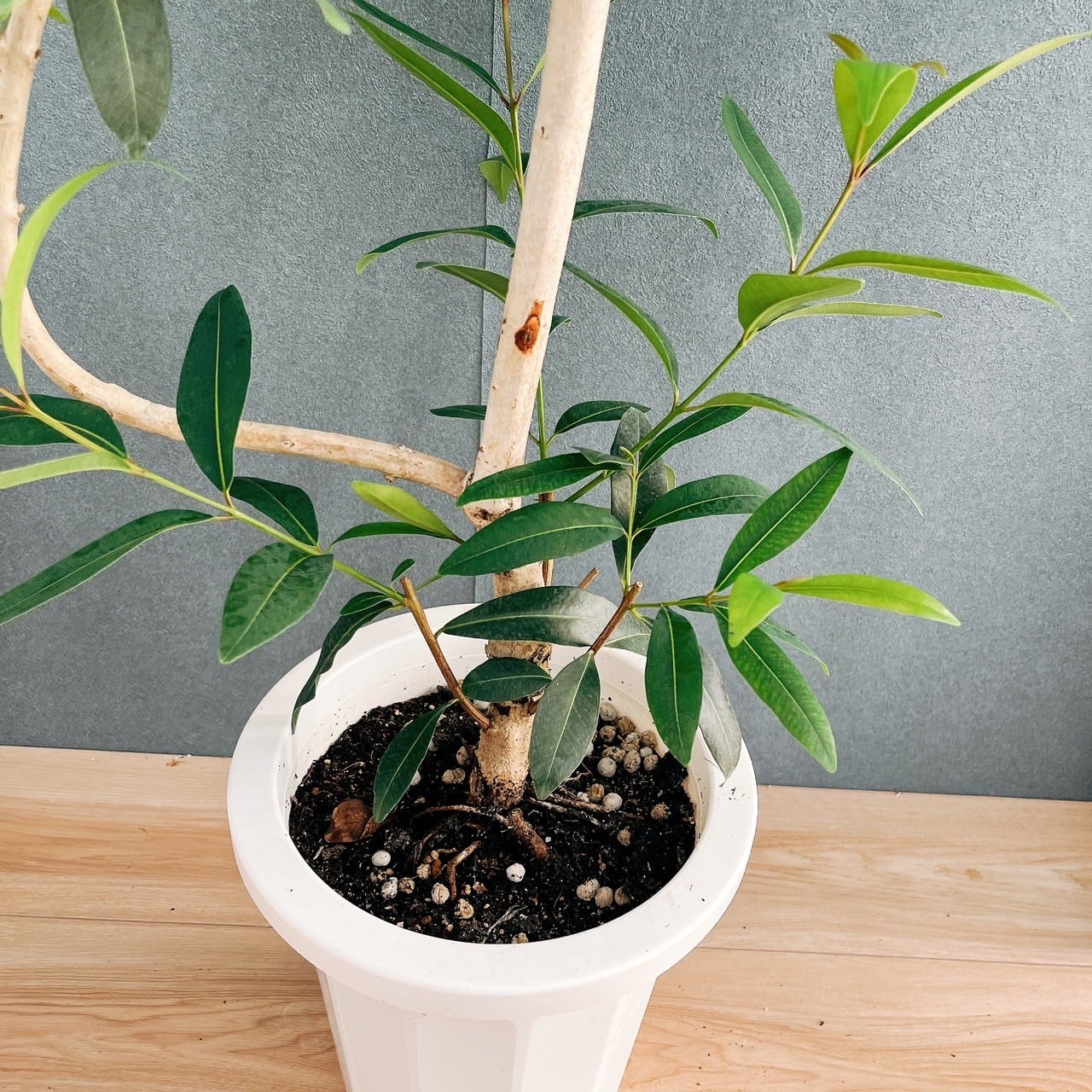 現品］【珍しい】70番 アマゾンオリーブ 8号 観葉植物 大型 室内