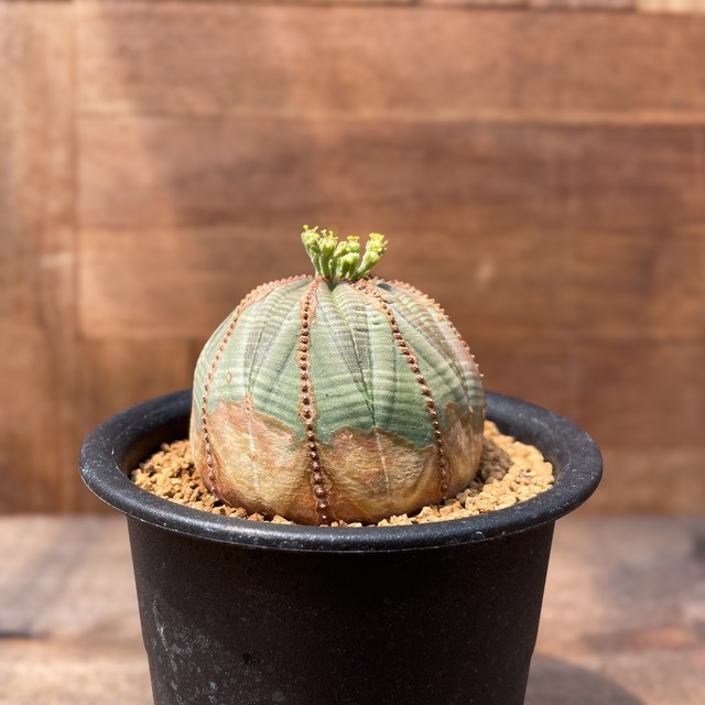 Euphorbia obesa【ユーフォルビア・オベサ・実生】