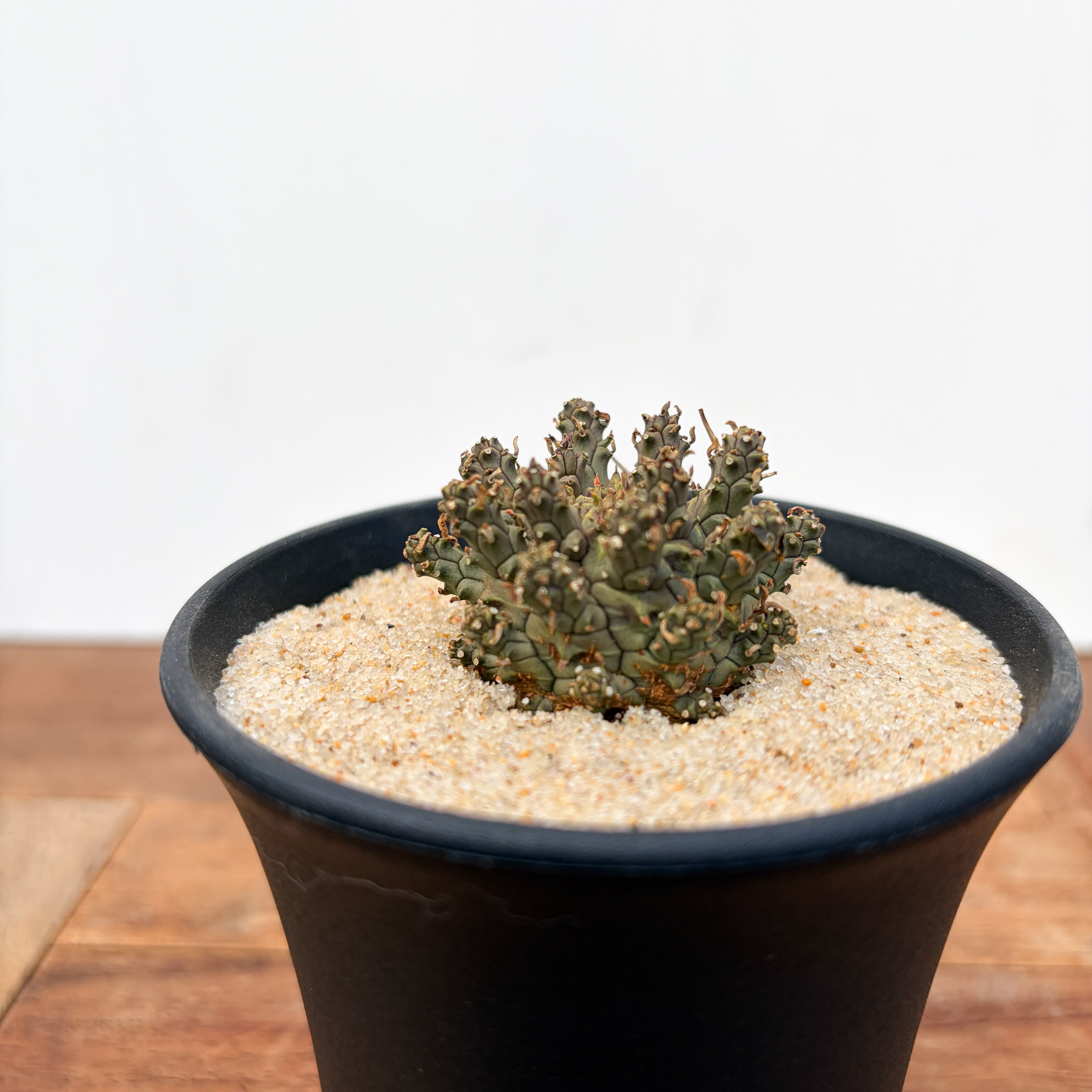 Euphorbia astrophora【ユーフォルビア・アストロフォラ】 | RIMO'S