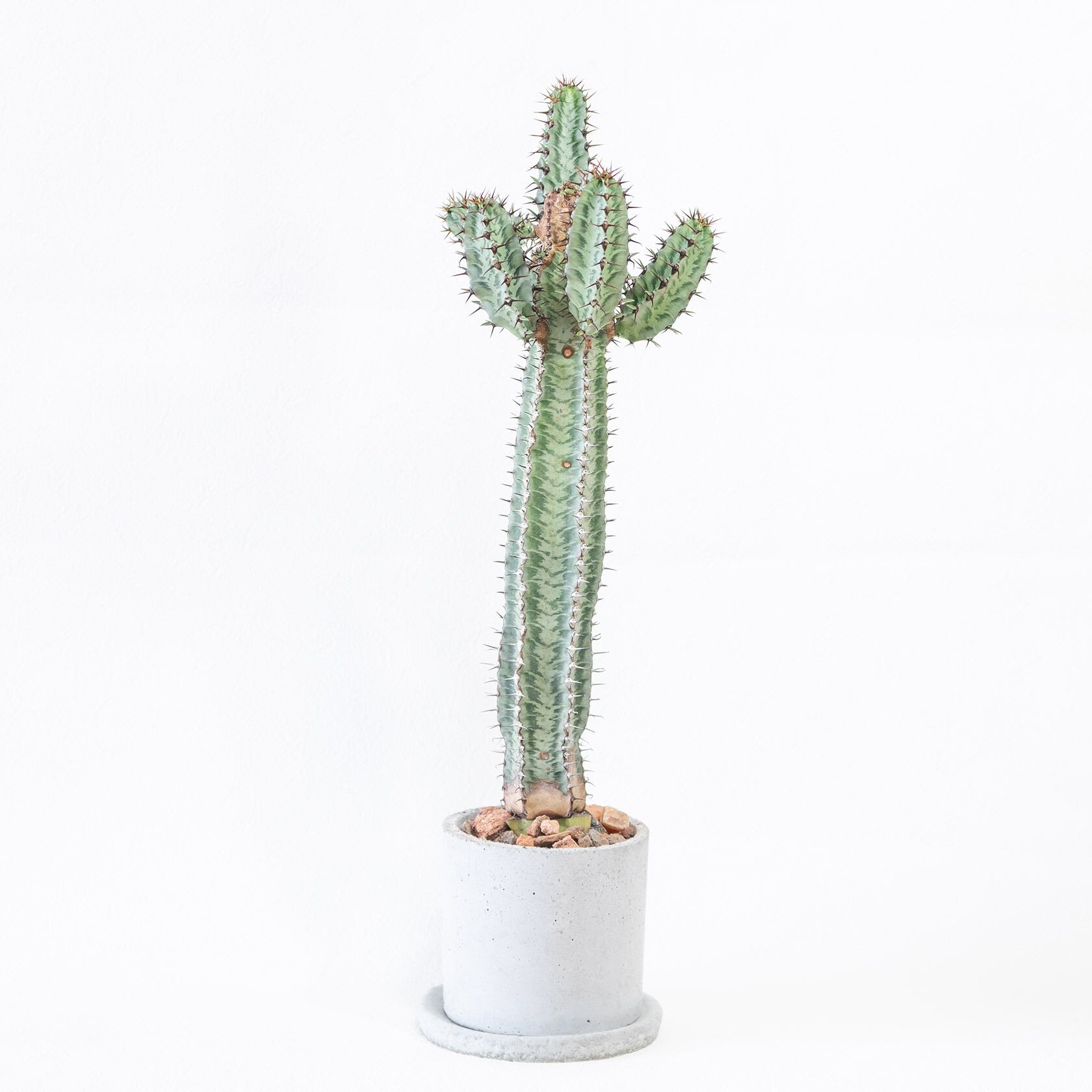 ≪レア植物 ≫室内管理もオッケーなコンフィナリスの鉢植え｜ザラっとした風合いの手作りモルタル鉢
