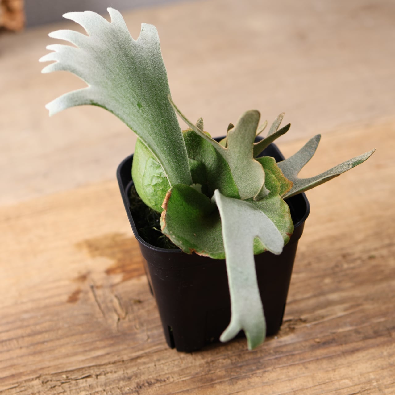 603『ビカクシダ ナノ Nano』 観葉植物【送料無料】 | MARX PLANTS