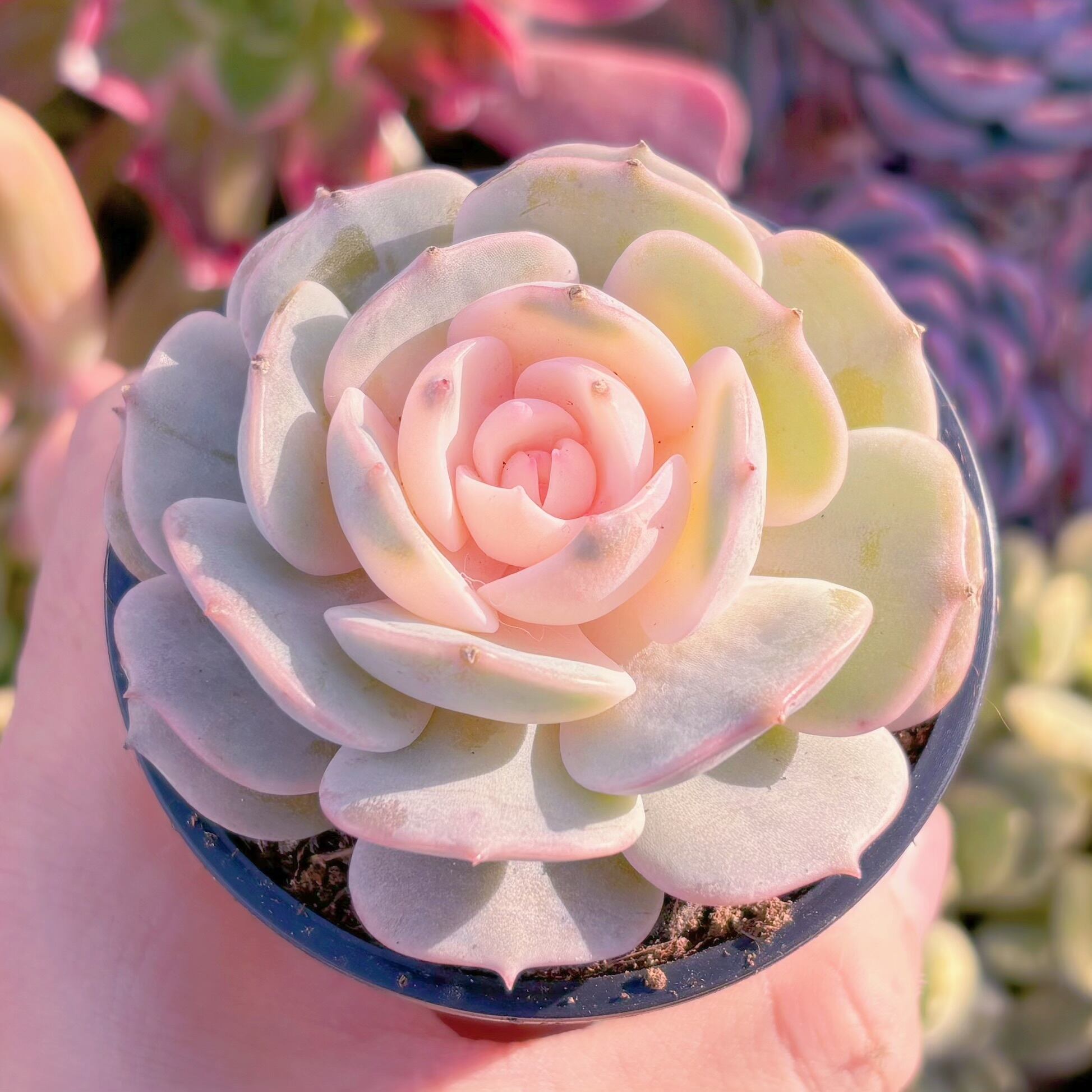 現品　ローラ錦#818　るる農園