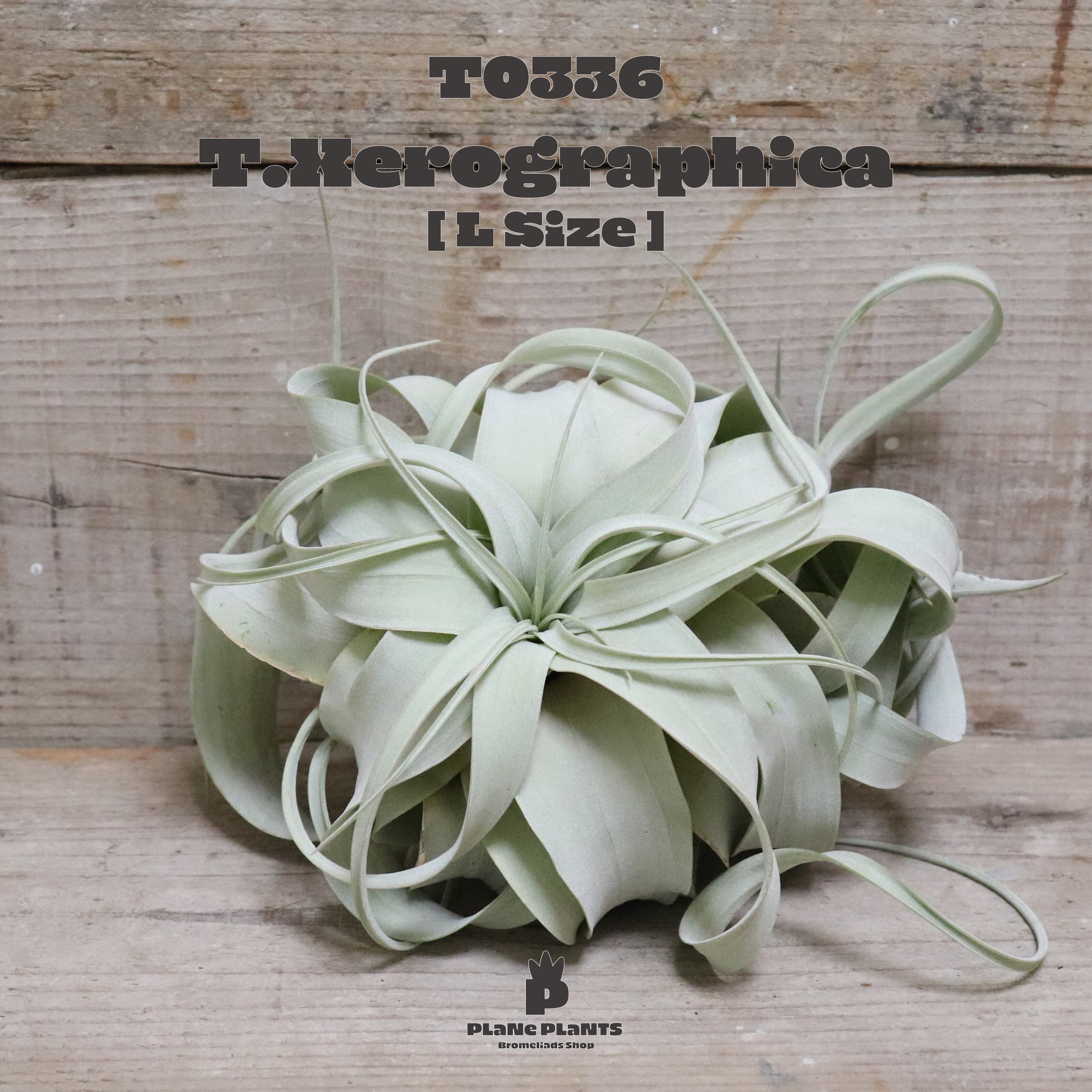 【送料無料】キセログラフィカL〔エアプランツ〕現品発送T0336