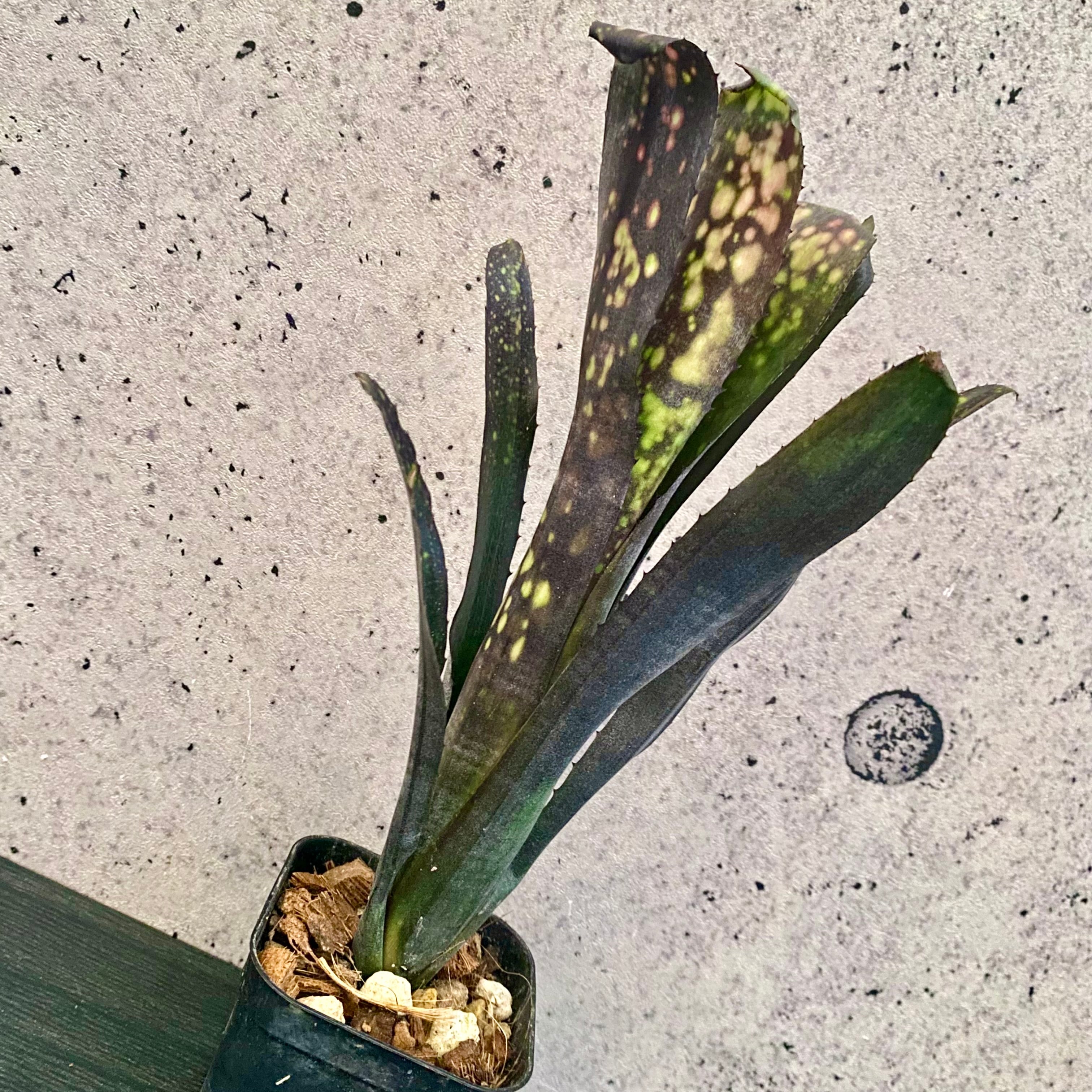 タンクブロメリア | Planet Plants プラネットプランツ