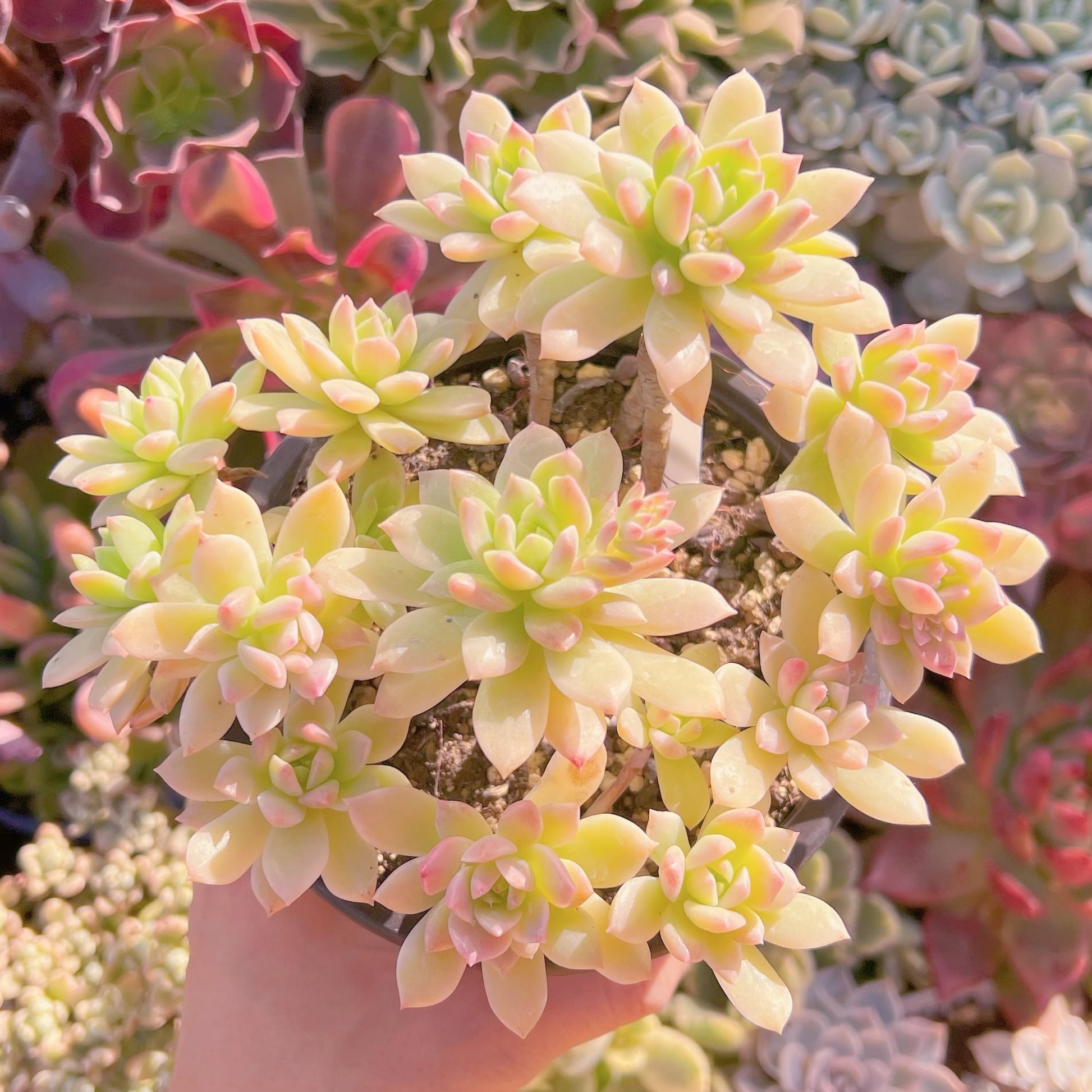 現品　マッコス錦#055　るる農園