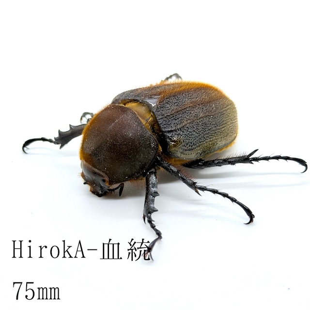 75㎜ / 成虫 / メス / 未後食 / ヘラクレスオオカブト