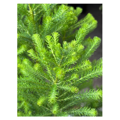 Berzelia lanuginosa