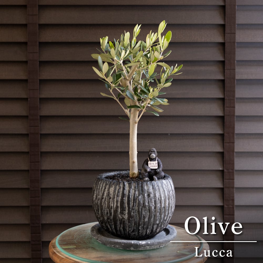 創樹 Olive オリーブの木 SOUJU ピクアル 自家受精 オリーブ 盆栽