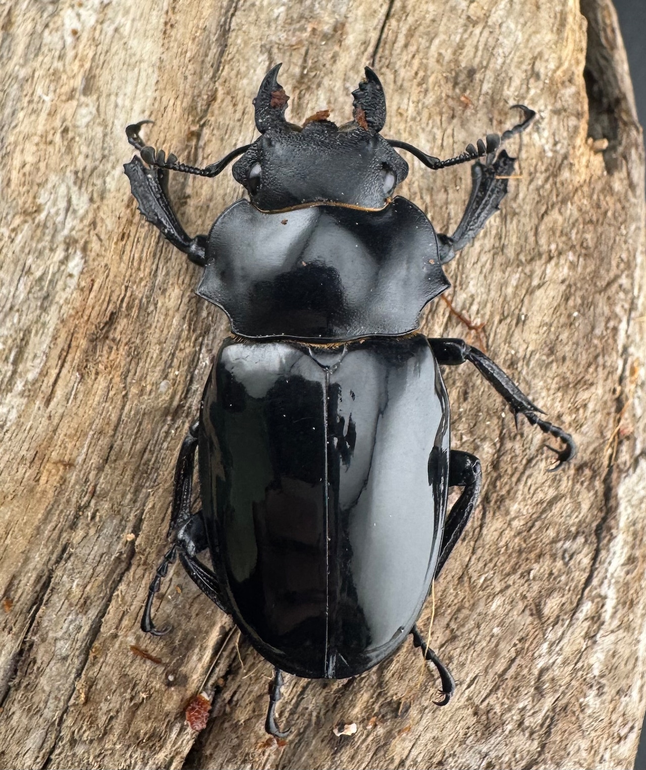 【WD】《ルディカツヤクワガタ 79mm ペア》