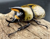 《ヒルスシロカブト 58mm ペア》