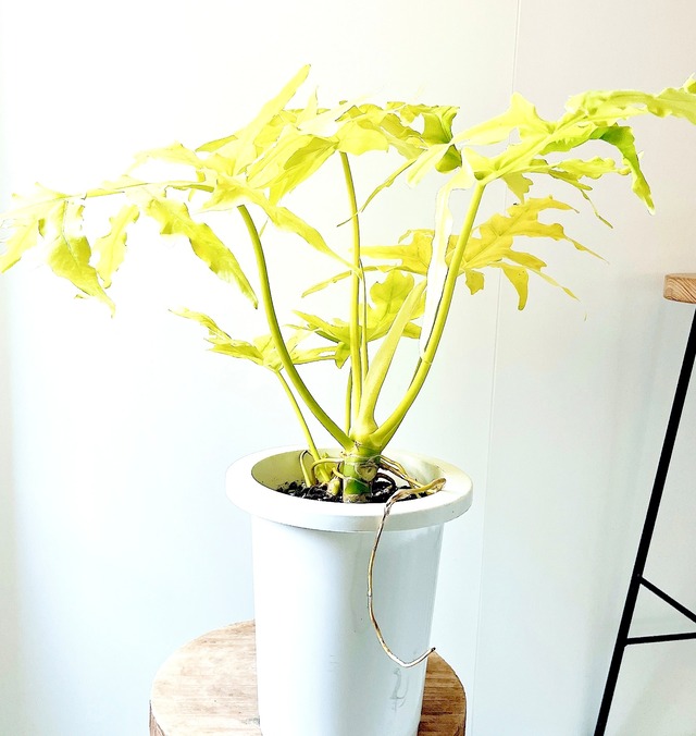 光を纏うリーフ セロームゴールド 観葉植物 calm cafe