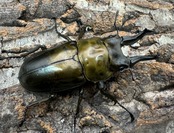 【F0】《ローゼンベルグオウゴンオニ 69mm ペア》