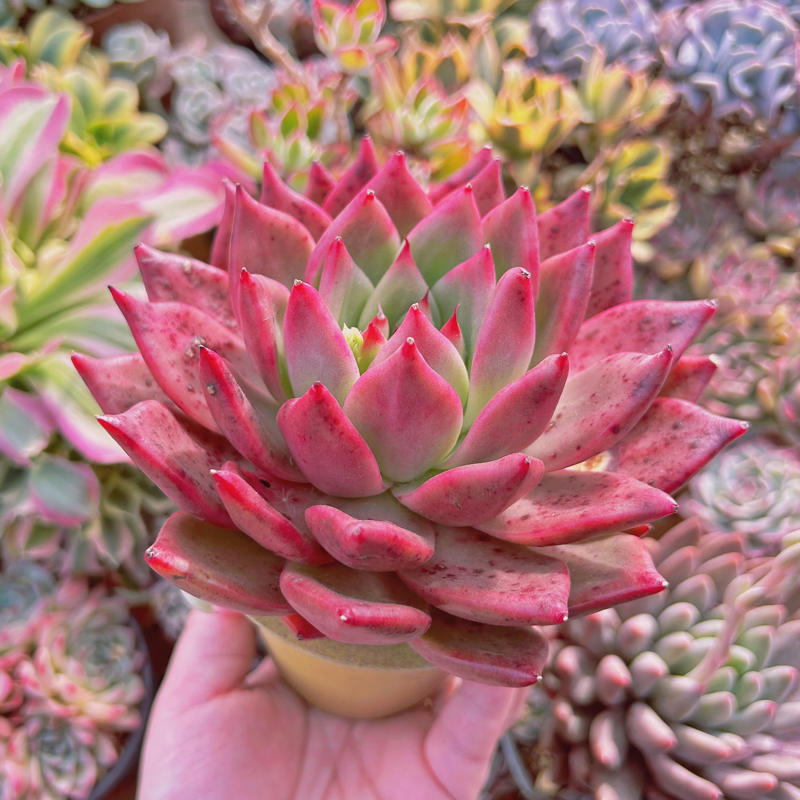 多肉植物 Echeveria アメストロー 特大 直径約12cm | るる農園~多肉