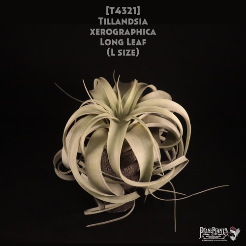【送料無料】xerographica Long Leaf L〔エアプランツ〕現品発送T4321
