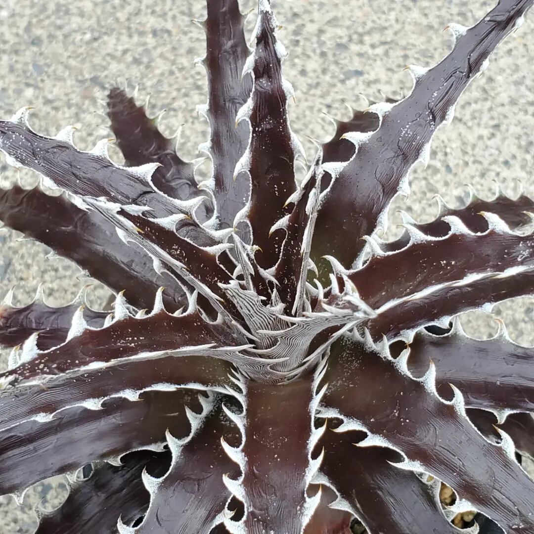 F00307_Dyckia 'Z'gok'：ディッキア・ズゴック（子株） | レアプランツ