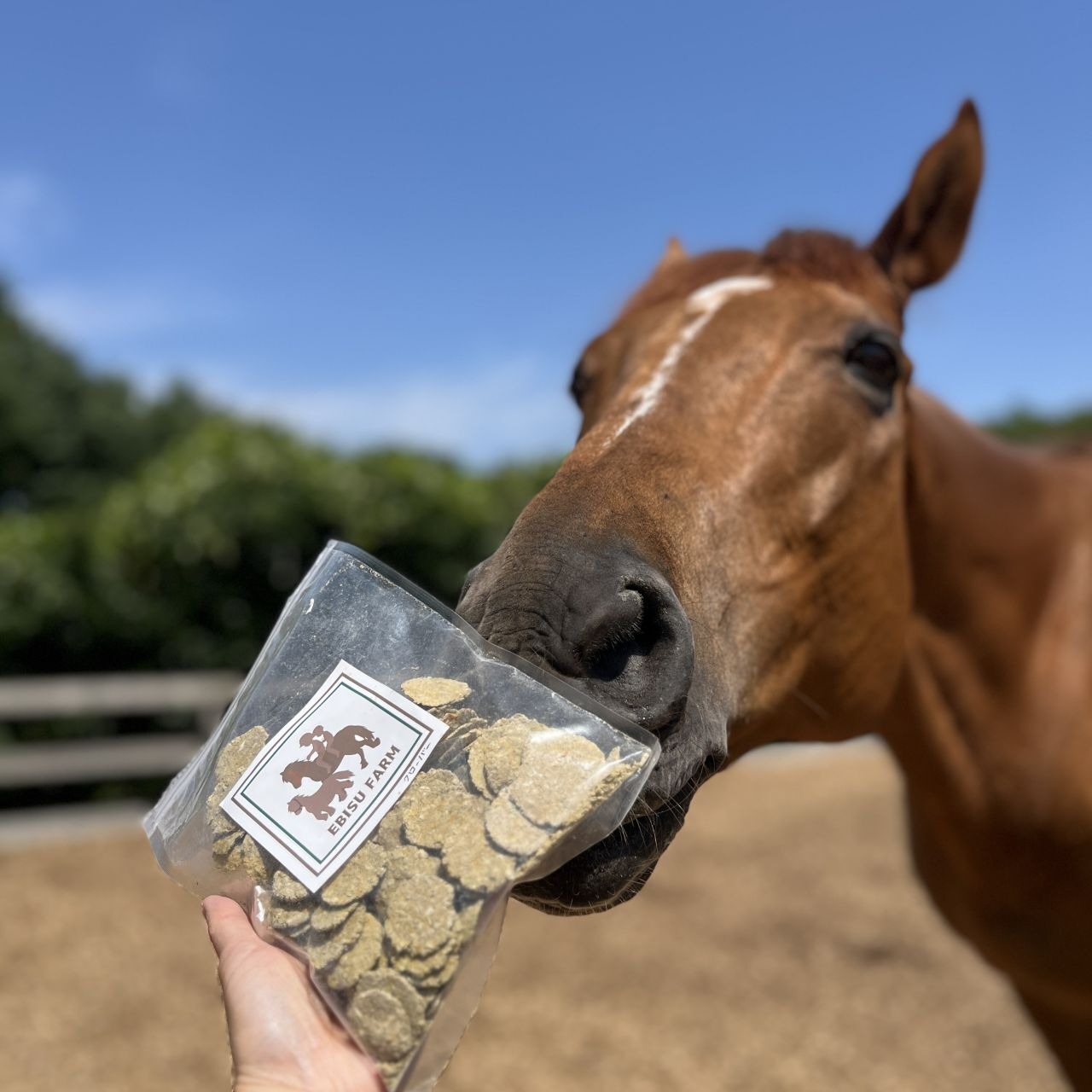 EBISU FARM あまに入り馬用クッキー 300g 馬のおやつ