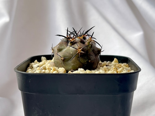 Copiapoa dura　コピアポア　デュラ　銅鑼丸　サボテン