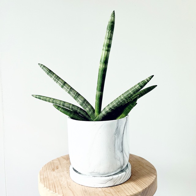 サンスベリア ボンセレンシス 大理石風 陶器鉢仕立て calm cafe