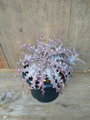 ディッキア・ゴエリンギー×ペクチナータ　dyckia  goehringii×pectinate